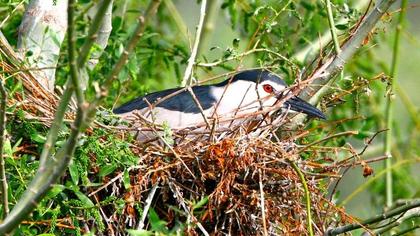 Black-crowned Night Heron