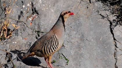 Chukar Partridge