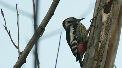 Middle Spotted Woodpecker