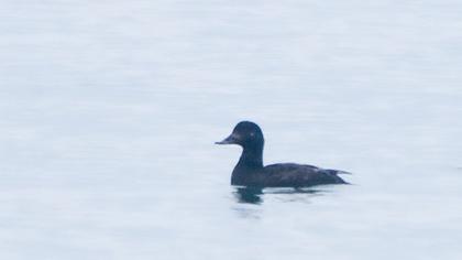 Velvet Scoter