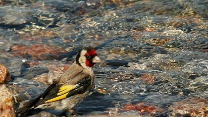 European Goldfinch