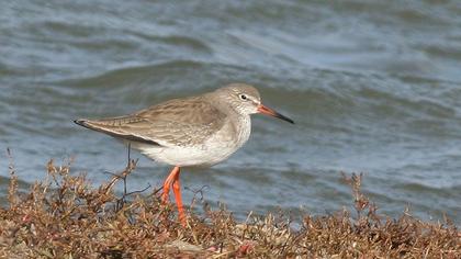 Common Redshank
