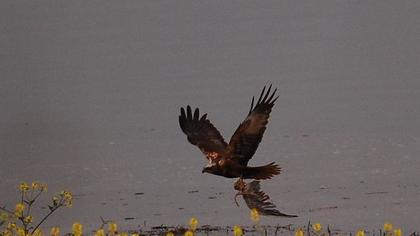 Western Marsh Harrier