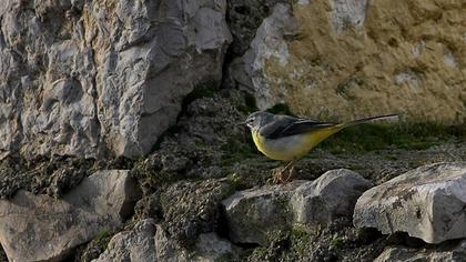 Dağ kuyruksallayanı