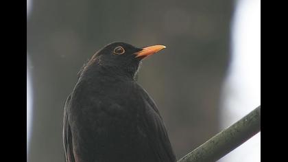 Karatavuk