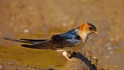Red-rumped Swallow