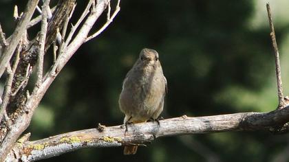 Black Redstart