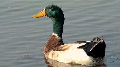 Mallard