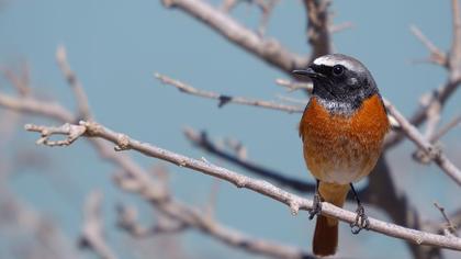 Common Redstart