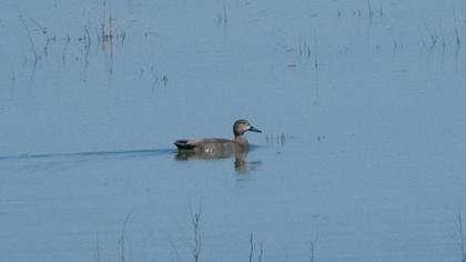 Gadwall