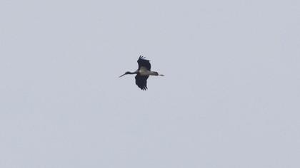 Black Stork