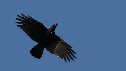 Carrion crow
