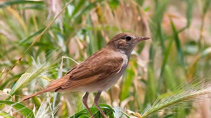 Common Nightingale