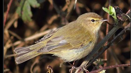 Common Chiffchaff