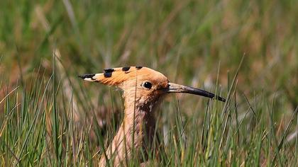 Eurasian Hoopoe