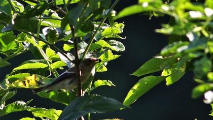 European Pied Flycatcher