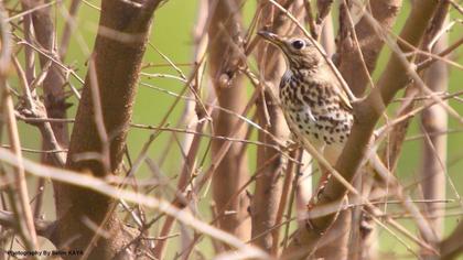 Öter ardıç