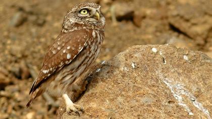 Little Owl