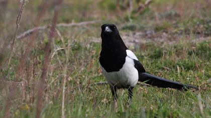 Eurasian Magpie