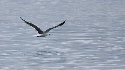 Lesser Black-backed Gull