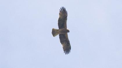Küçük kartal