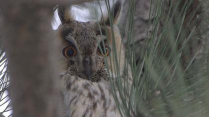 Long-eared Owl