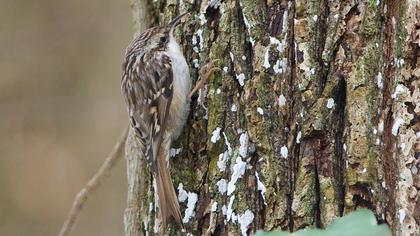 Short-toed Treecreeper