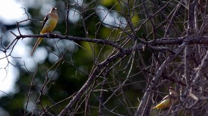 Grey Wagtail
