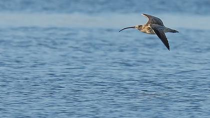 Eurasian Curlew