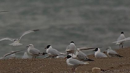 Mediterranean Gull