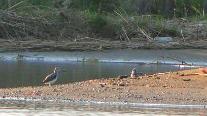 Common Greenshank