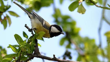 Great Tit