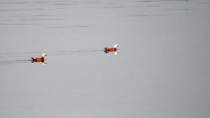 Angıt
