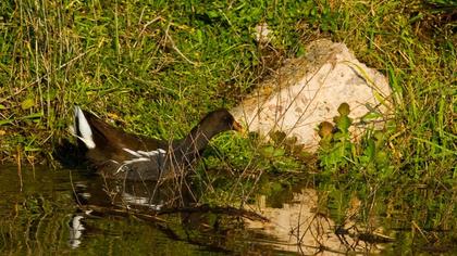 Common Moorhen