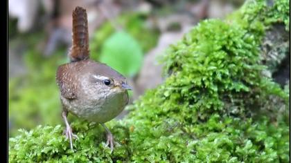 Eurasian Wren