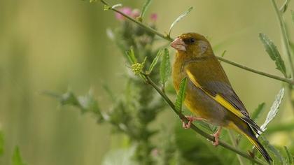 European Greenfinch