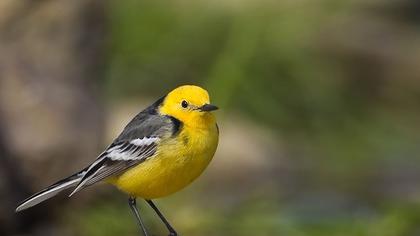 Citrine Wagtail