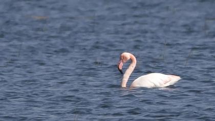 Greater Flamingo