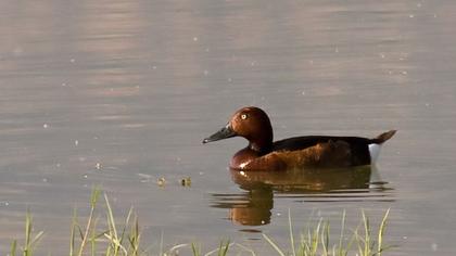Ferruginous Duck