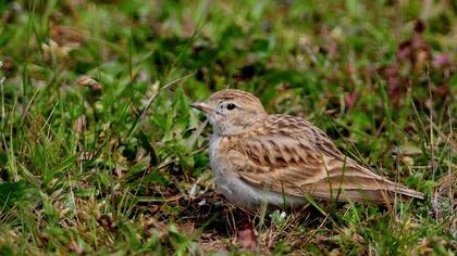 Greater Short-toed Lark