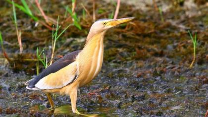 Little Bittern