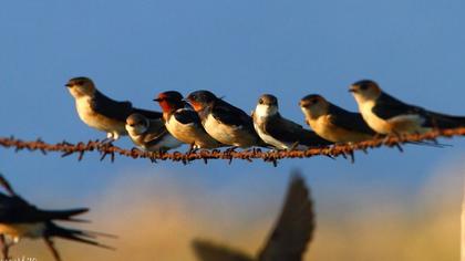 Sand Martin