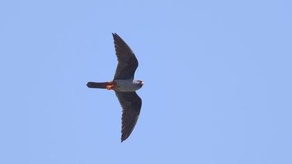 Red-footed Falcon