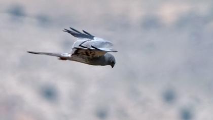 Çayır delicesi
