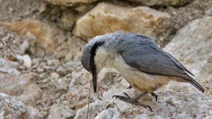 Western Rock Nuthatch