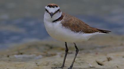 Kentish Plover