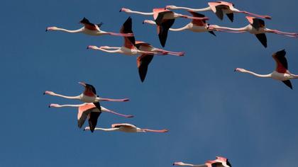 Flamingo