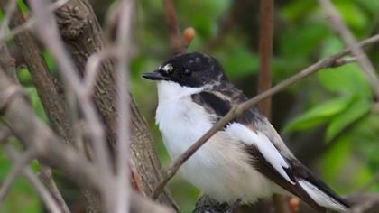European Pied Flycatcher