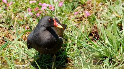 Common Moorhen