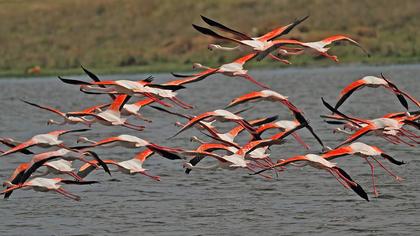 Flamingo